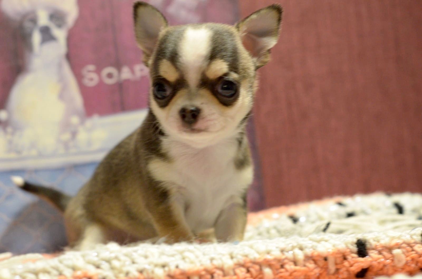 Wunderschöne Chihuahua-Welpen