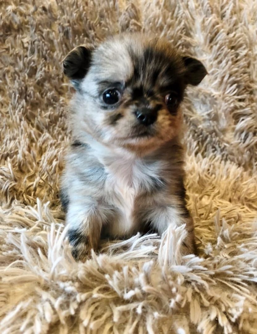 Wunderschöne Chihuahua-Welpen