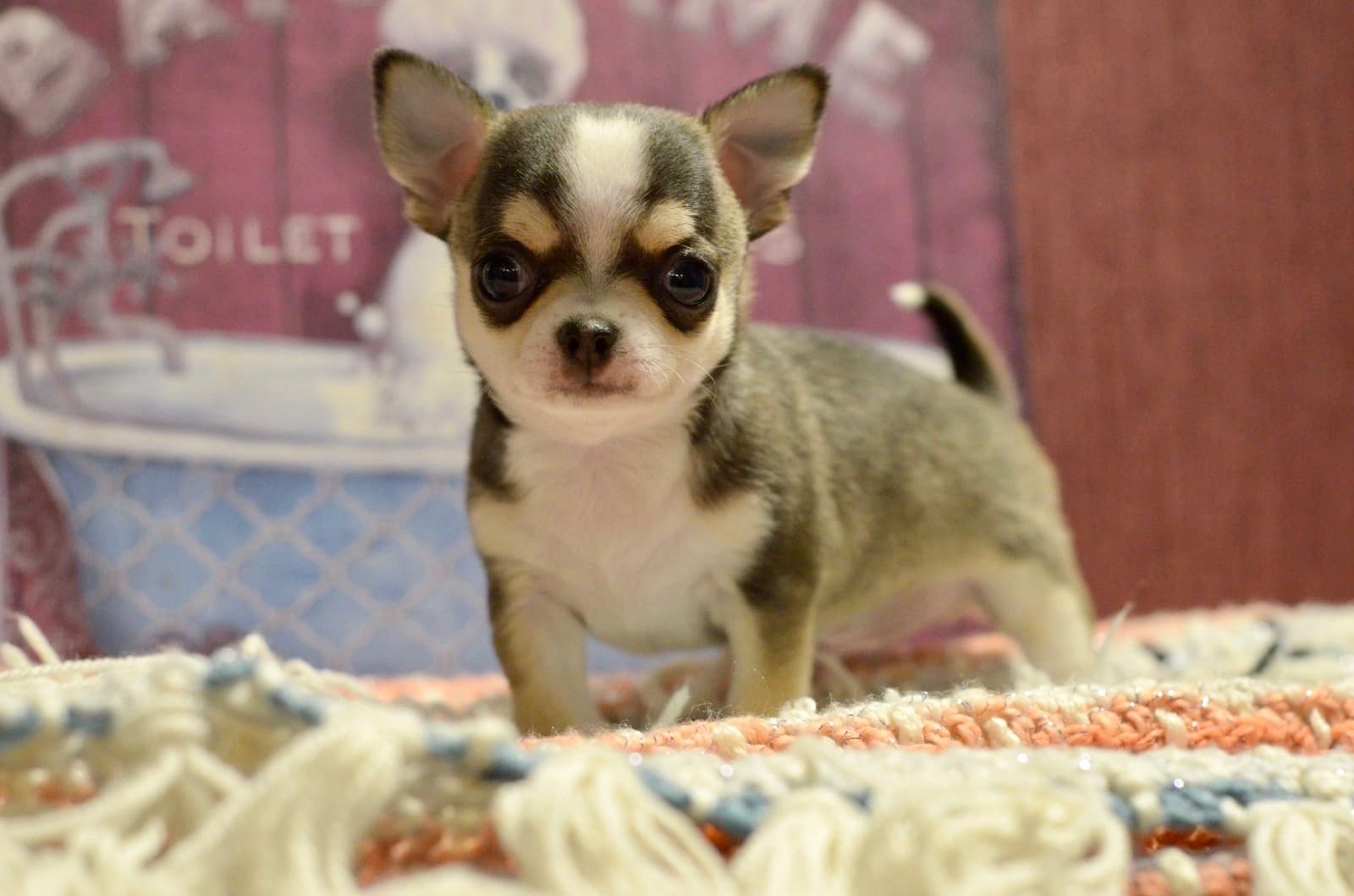 Wunderschöne Chihuahua-Welpen