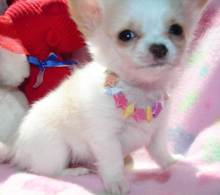 Wunderschöne Chihuahua-Welpen