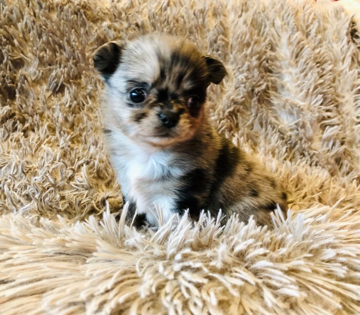 Wunderschöne Chihuahua-Welpen