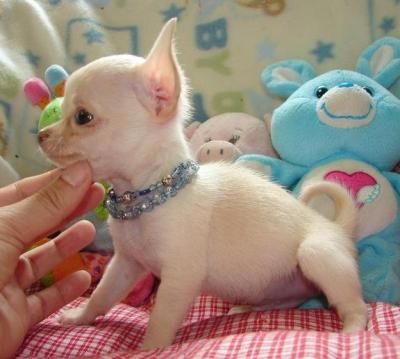 Wunderschöne Chihuahua-Welpen