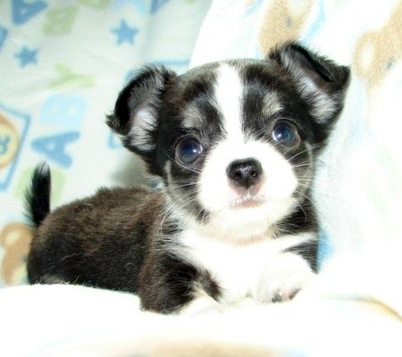 Wunderschöne Chihuahua-Welpen
