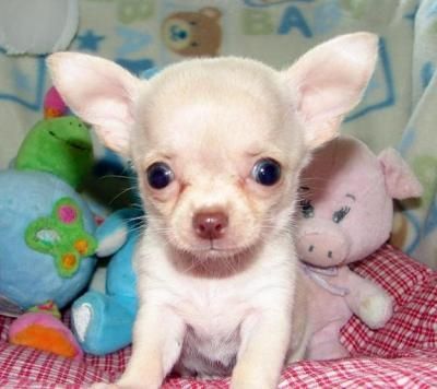 Wunderschöne Chihuahua-Welpen