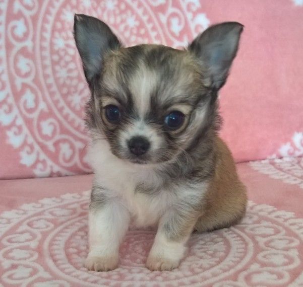 Wunderschöne Chihuahua-Welpen