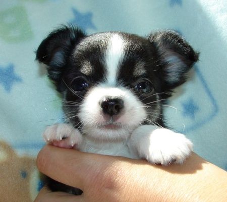 Wunderschöne Chihuahua-Welpen
