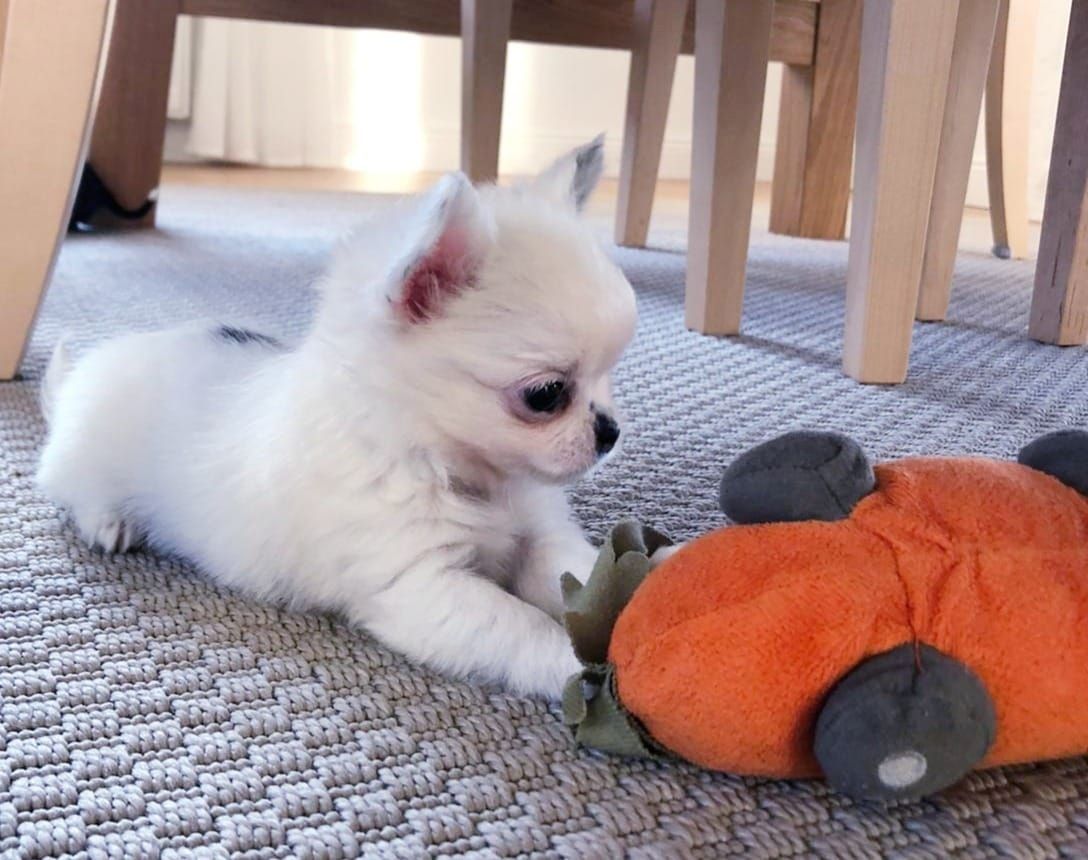 Wunderschöne Chihuahua-Welpen