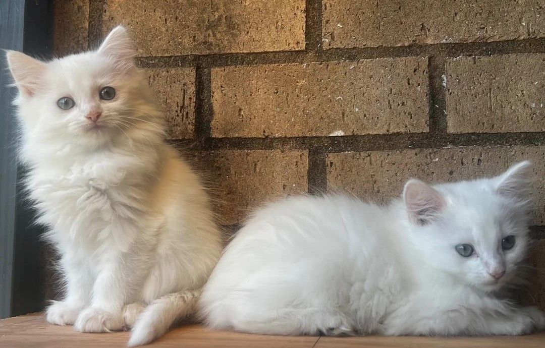 Türkisch-Angora-Kätzchen