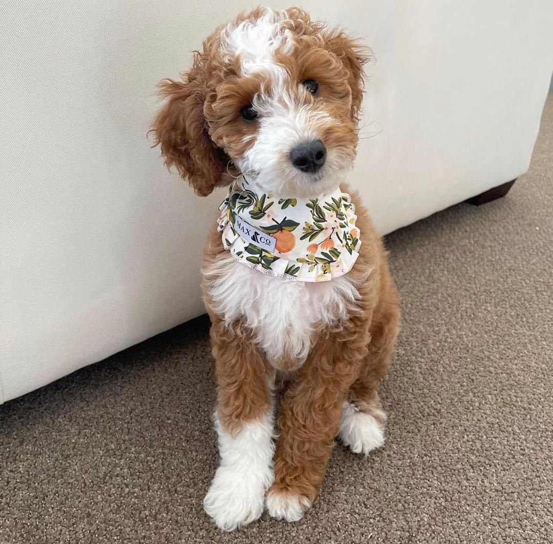 🐶 Bezaubernder 12 Wochen alter Goldendoodle-Welpe sucht ein liebevolles Zuhause! 🏡❤️