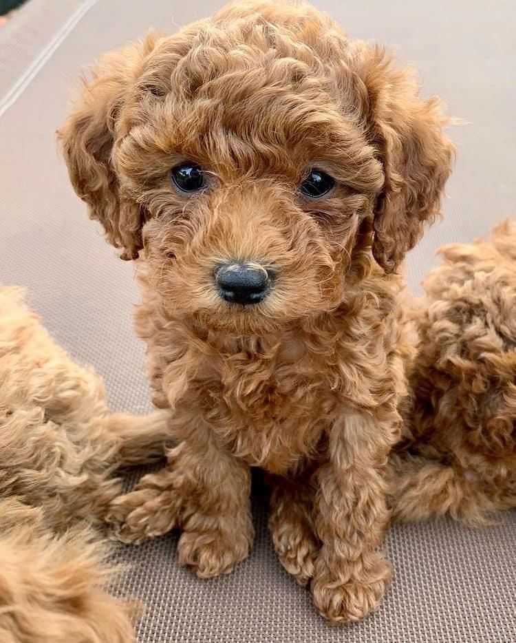 🐶 Bezaubernder 12 Wochen alter Goldendoodle-Welpe sucht ein liebevolles Zuhause! 🏡❤️