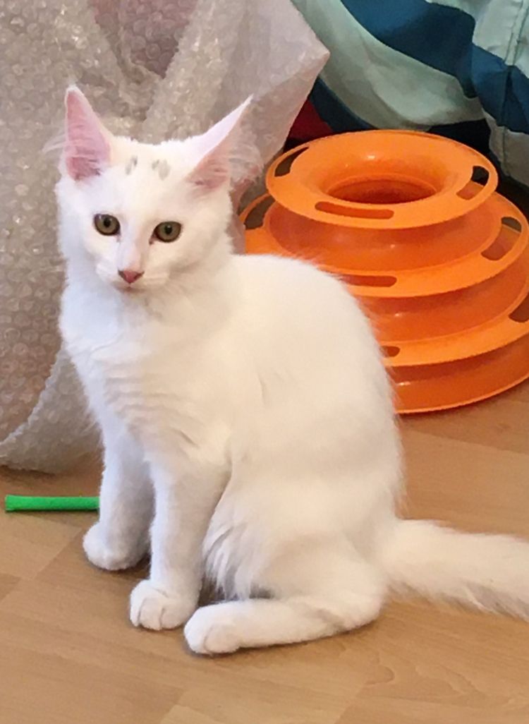 16 Wochen alte Katze - Bengal / Main-Coon
