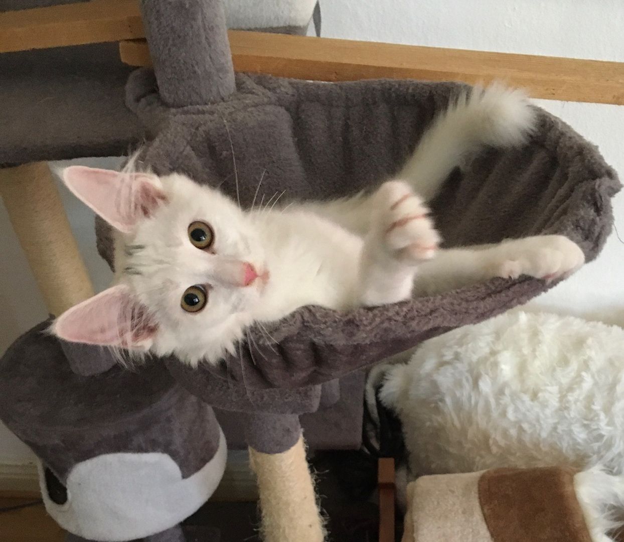 16 Wochen alte Katze - Bengal / Main-Coon
