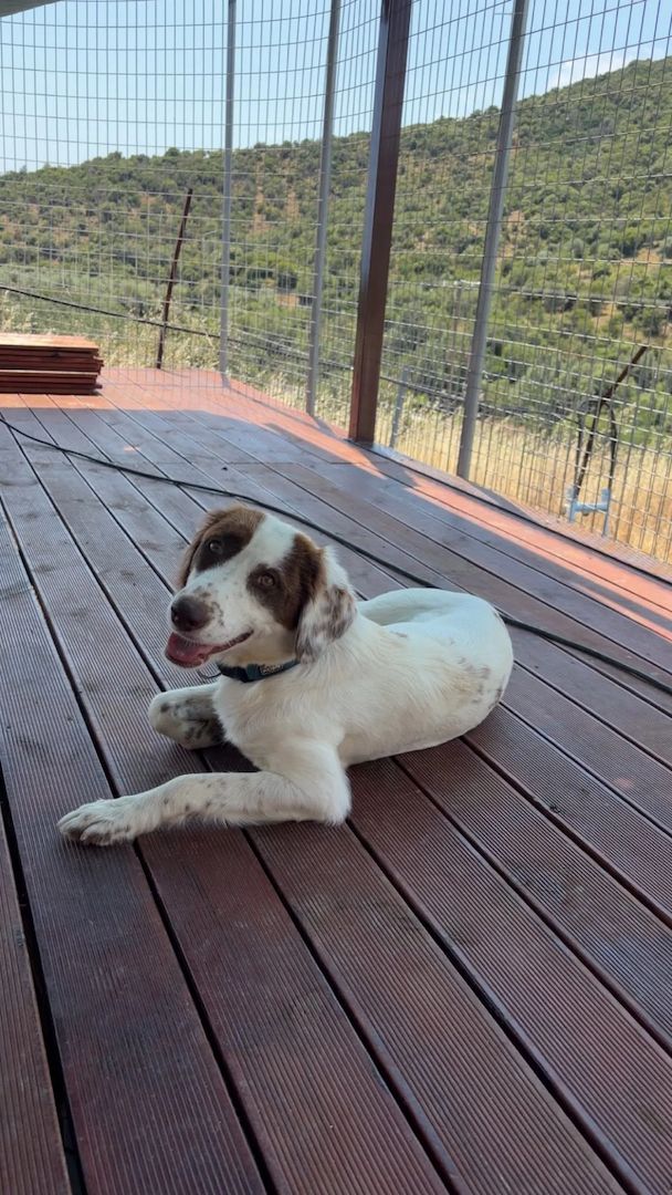 Snow White – liebevolle Mama 🐾