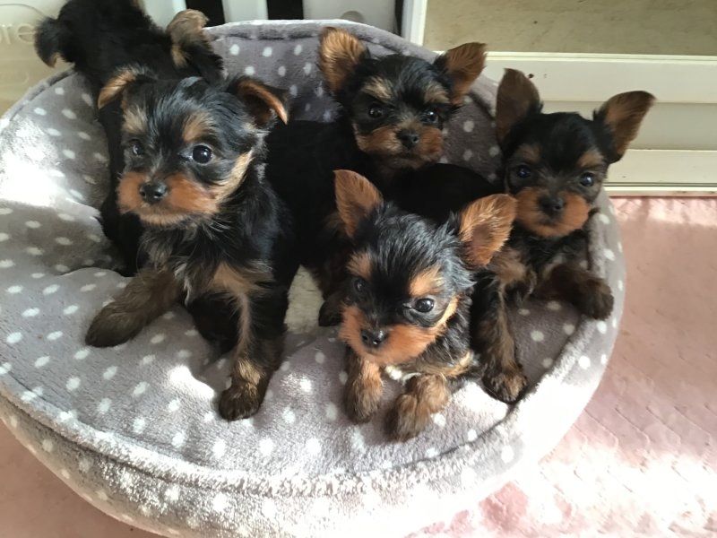 Yorkshire Terrier-Welpen (Teacup Yorkshire Terrier) abzugeben