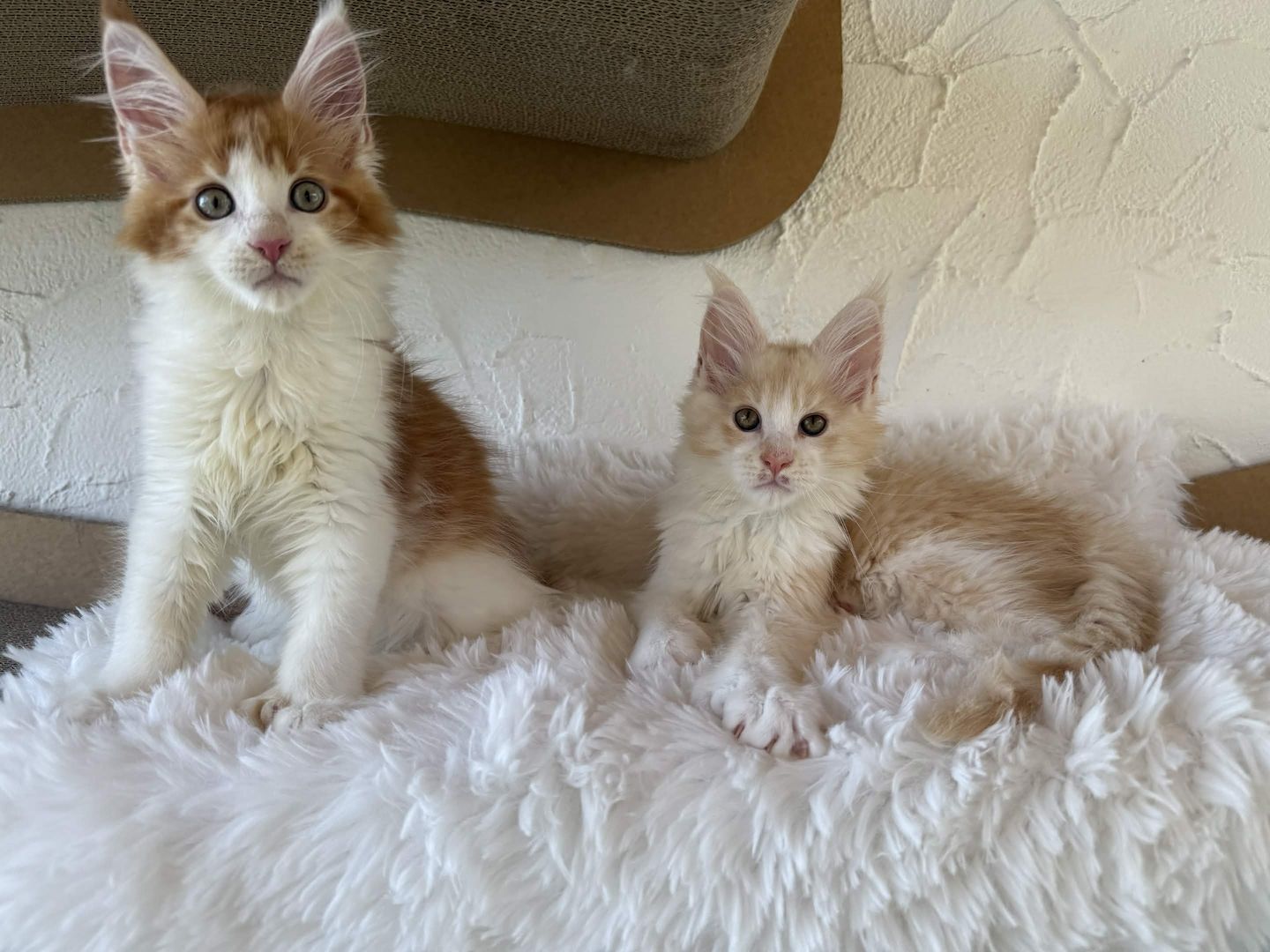 Reinrassige Maine Coon Kitten Mit Stammbaum vom Züchter