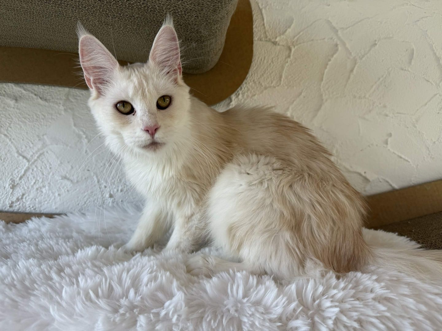 Reinrassige Maine Coon Kitten Mit Stammbaum vom Züchter