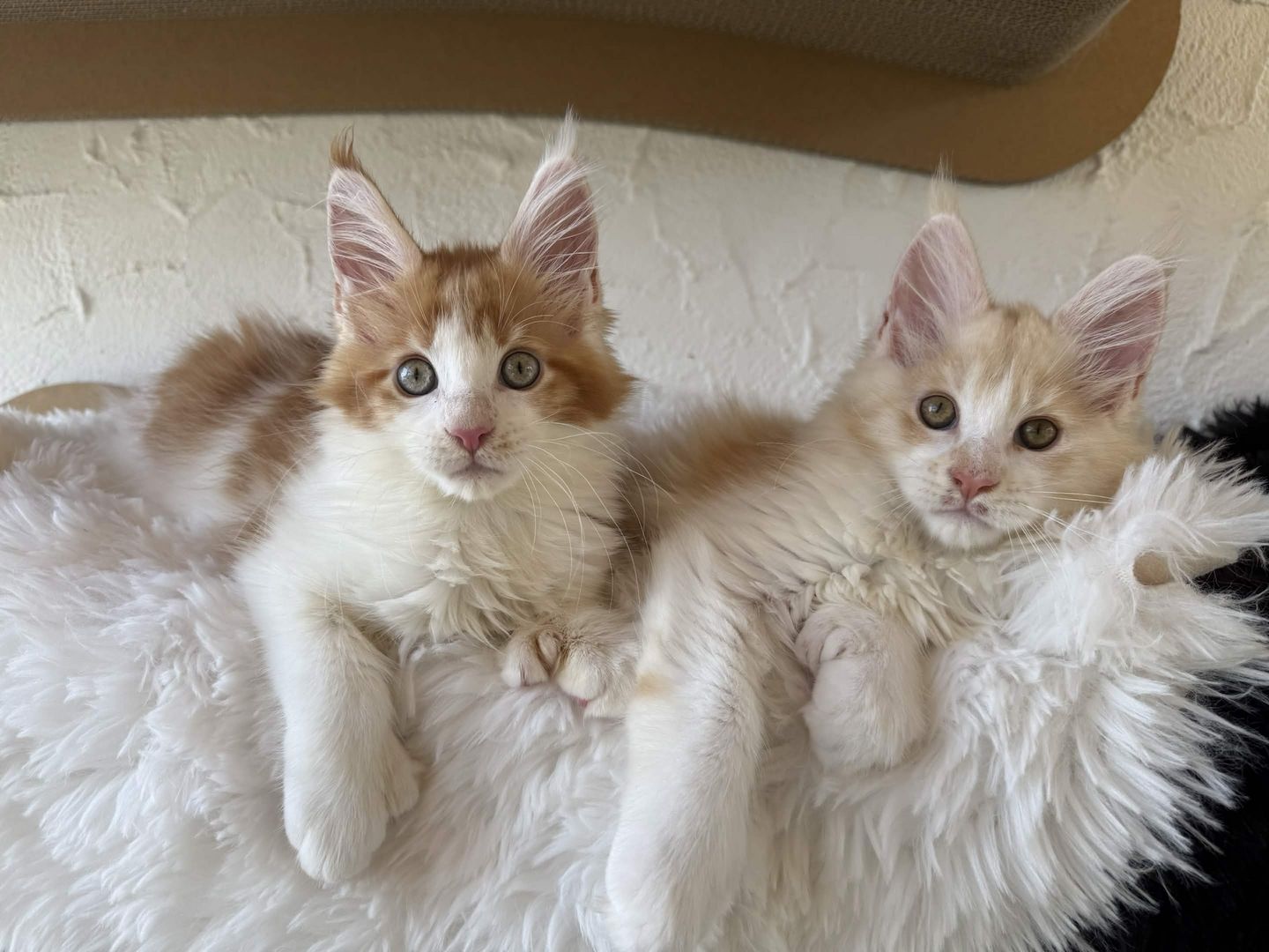 Reinrassige Maine Coon Kitten Mit Stammbaum vom Züchter