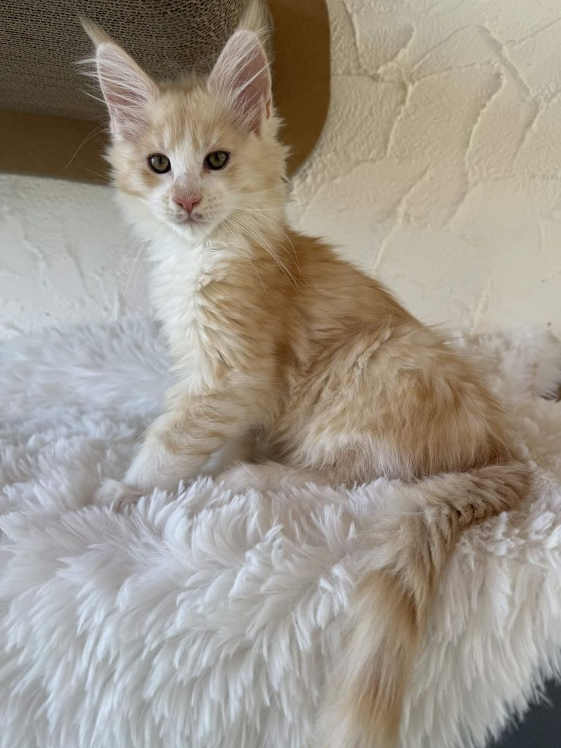 Reinrassige Maine Coon Kitten Mit Stammbaum vom Züchter