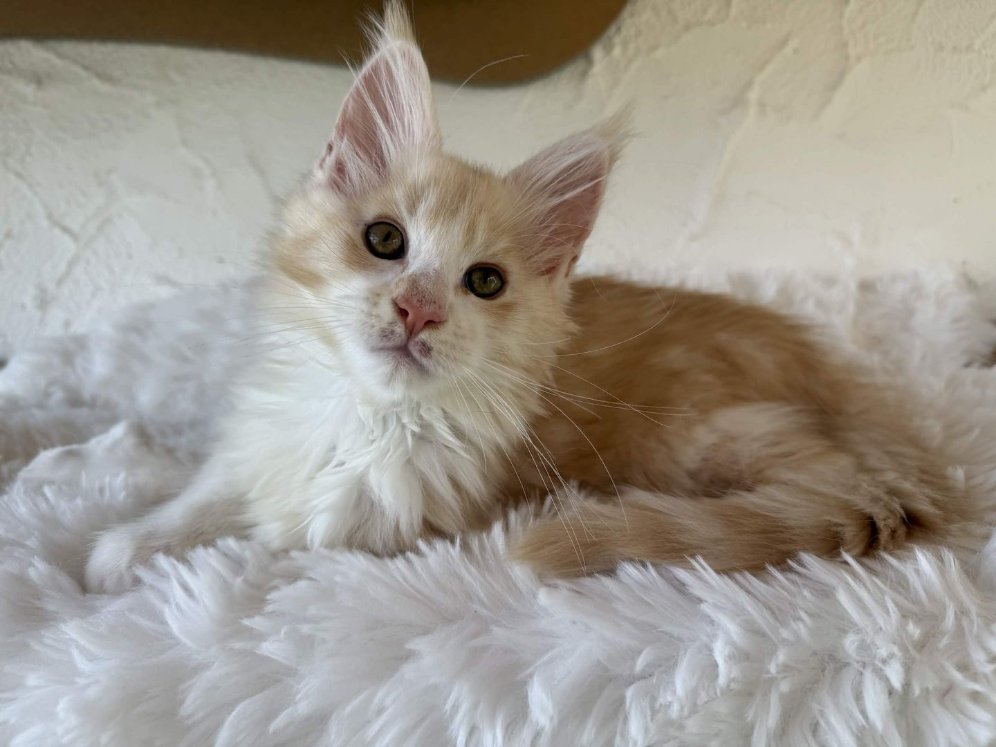 Reinrassige Maine Coon Kitten Mit Stammbaum vom Züchter