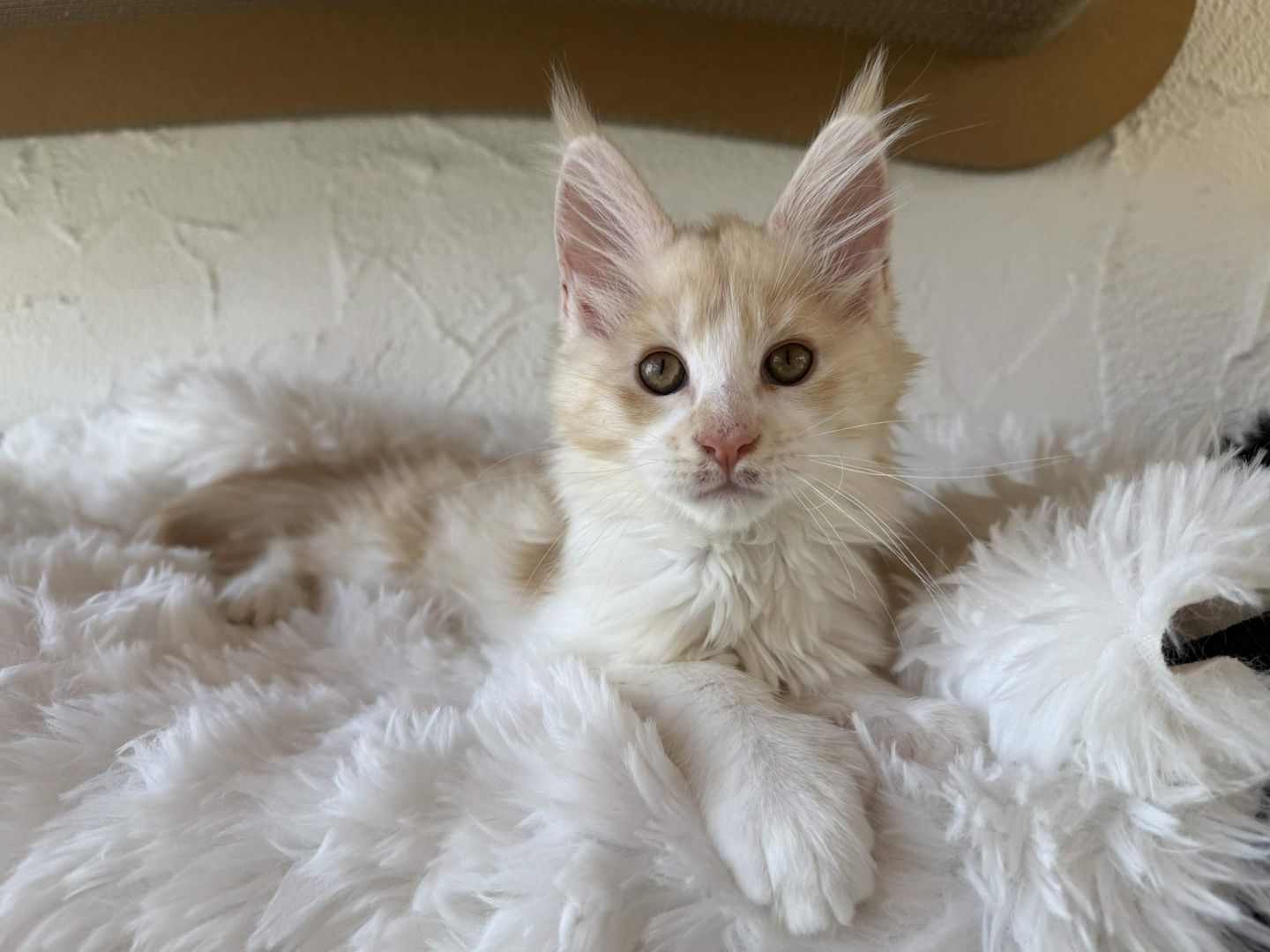Reinrassige Maine Coon Kitten Mit Stammbaum vom Züchter