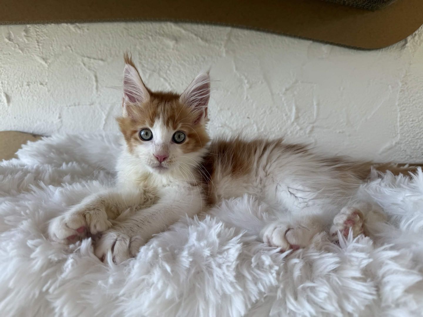 Reinrassige Maine Coon Kitten Mit Stammbaum vom Züchter