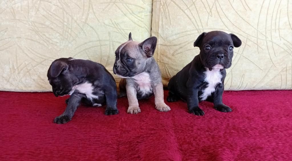 Französische Bulldoggen-Welpen abzugeben