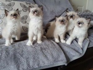 Wunderschöne Ragdoll-Kätzchen.