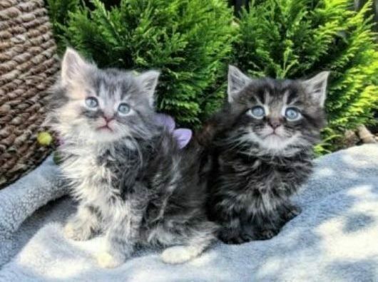 Maine Coon Kätzchen