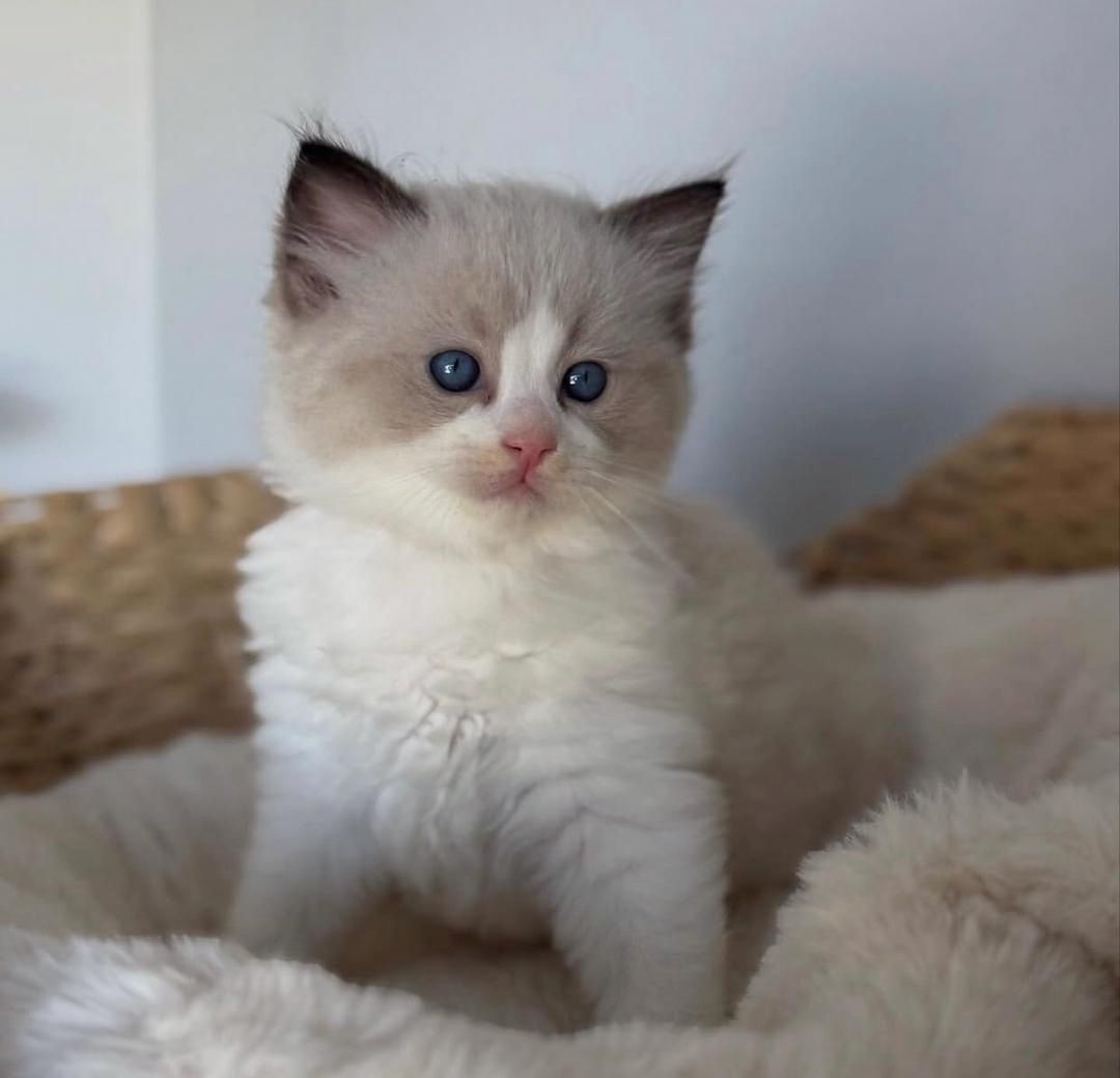 Blaue Ragdoll-Kätzchen zu verkaufen
