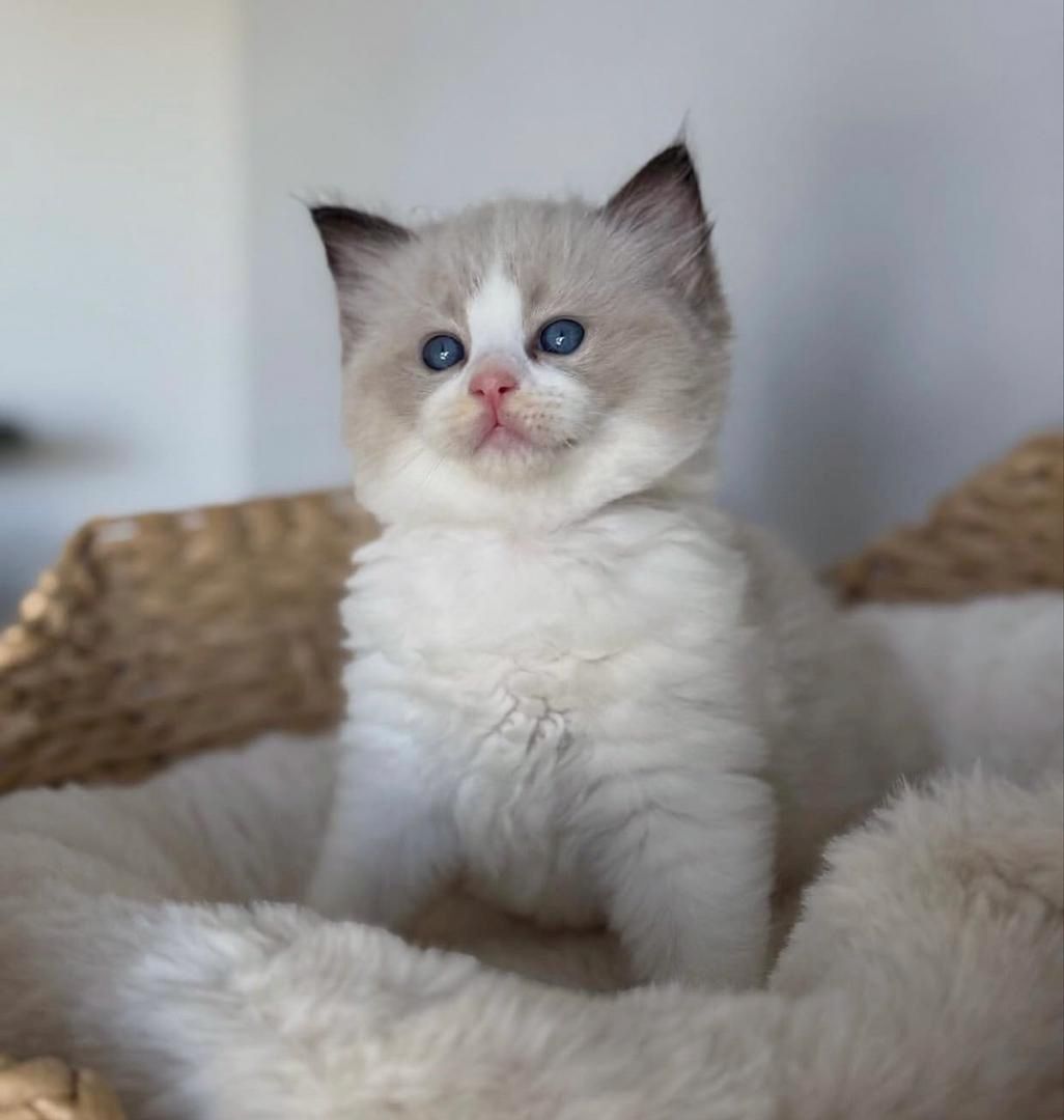Blaue Ragdoll-Kätzchen zu verkaufen