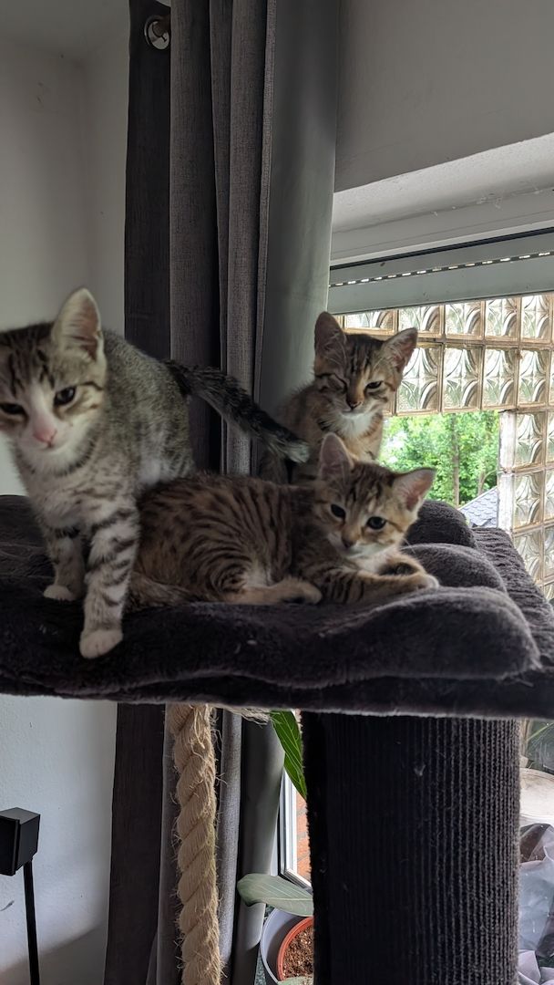 Kitten