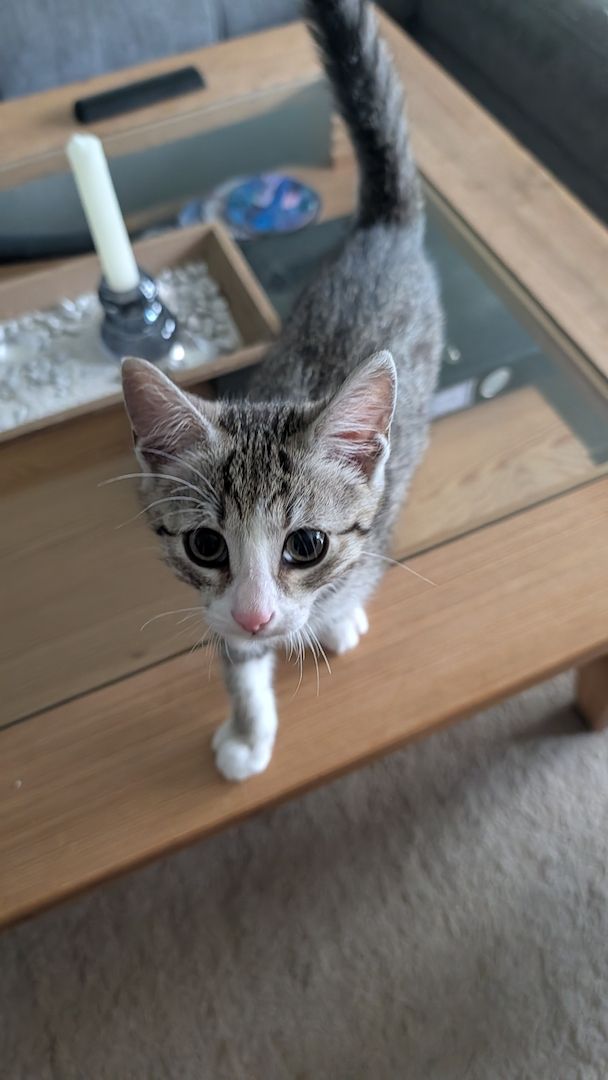 Kitten