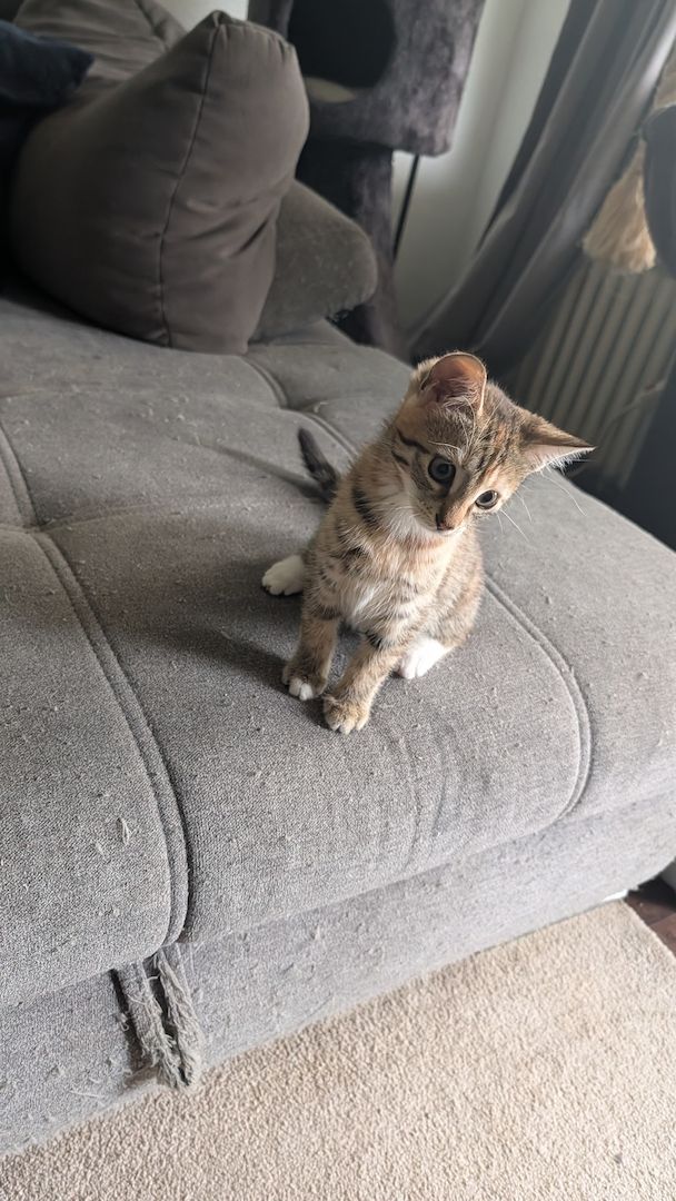 Kitten