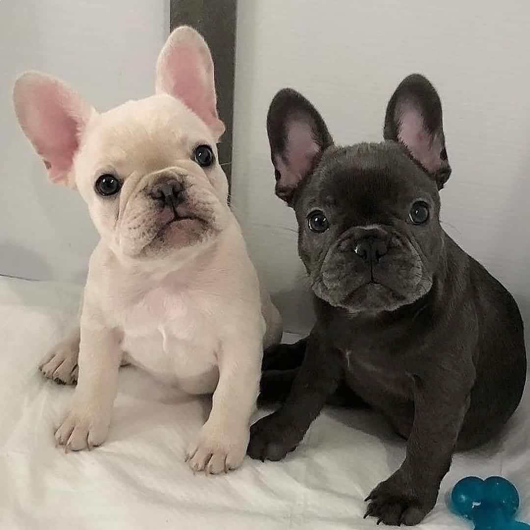Kleine Französische Bulldoggen suchen ein liebevolles Zuhause