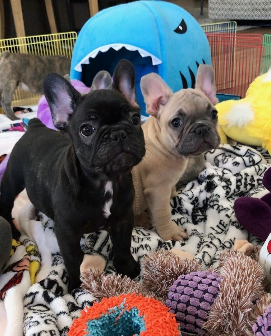 Französische Bulldoggenwelpen, Rüde und Hündin