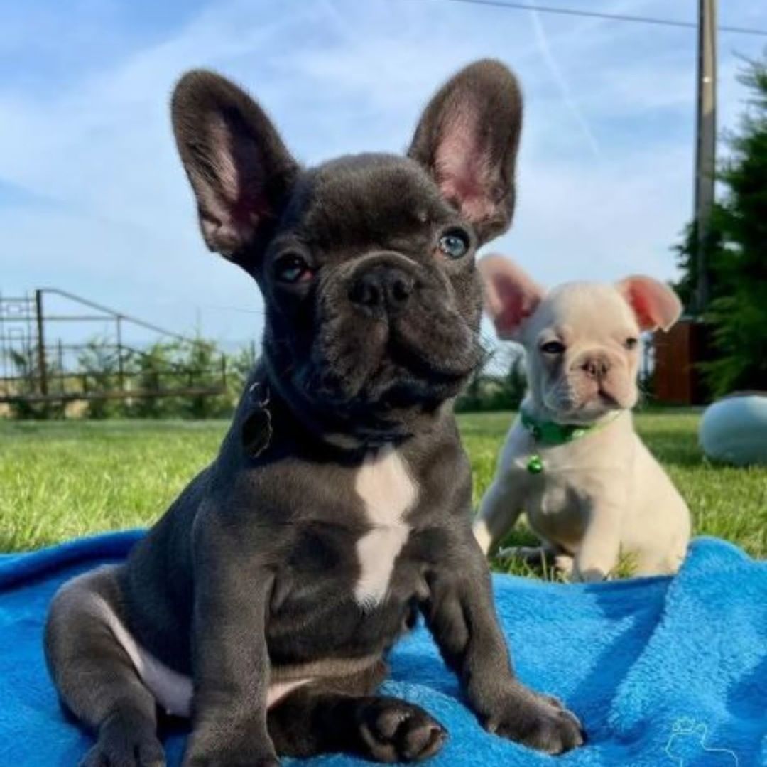 Kleine Französische Bulldoggen suchen ein liebevolles Zuhause!
