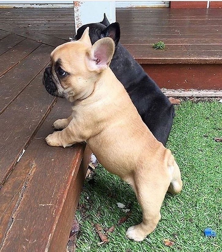 Französische Bulldoggenwelpen, Rüde und Hündin