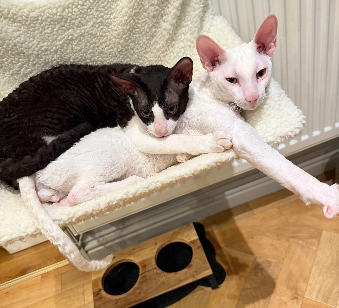2 wunderschöne Cornish-Rex-Kater