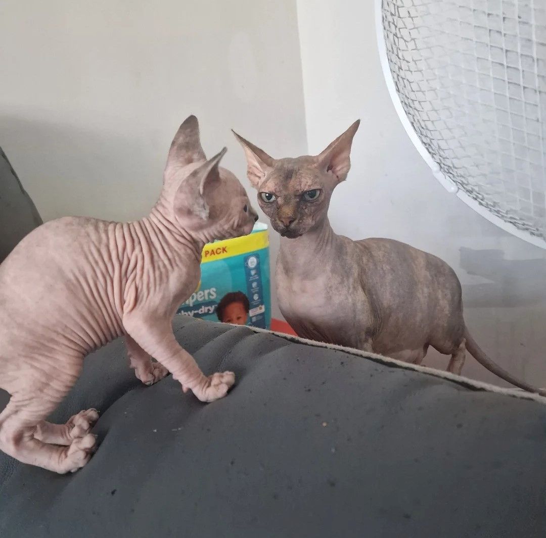 5 wunderschöne Sphynx-Kätzchen