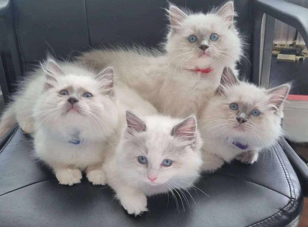 wunderschöne Ragdoll-Kätzin