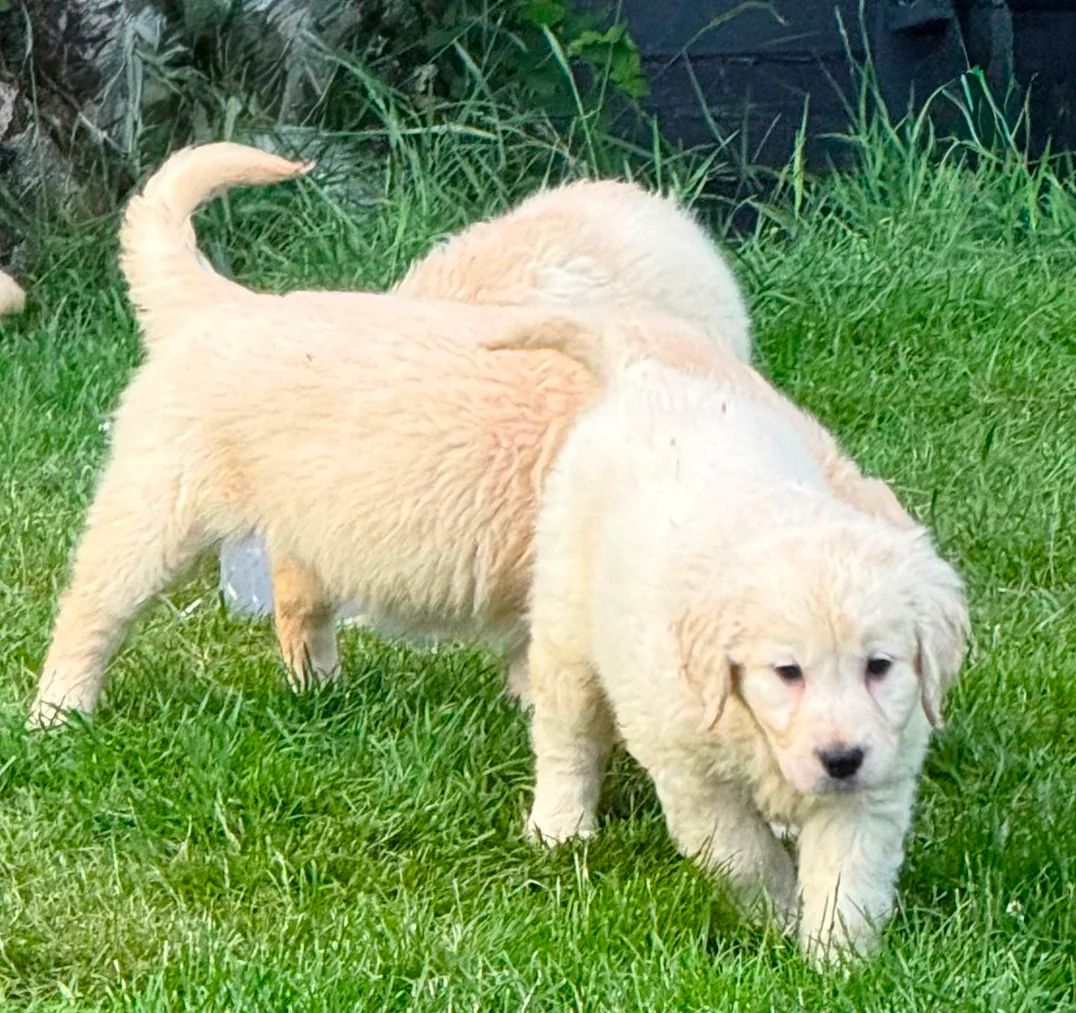 Wunderschöne Golden-Retriever-Welpen