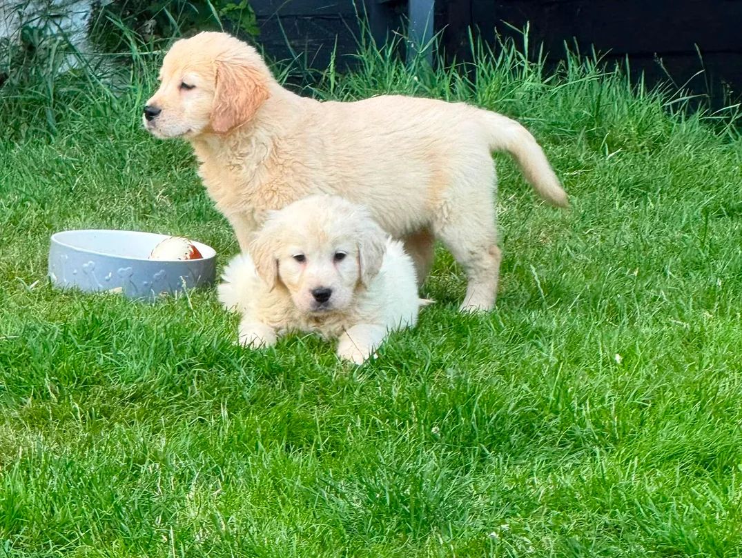 Wunderschöne Golden-Retriever-Welpen