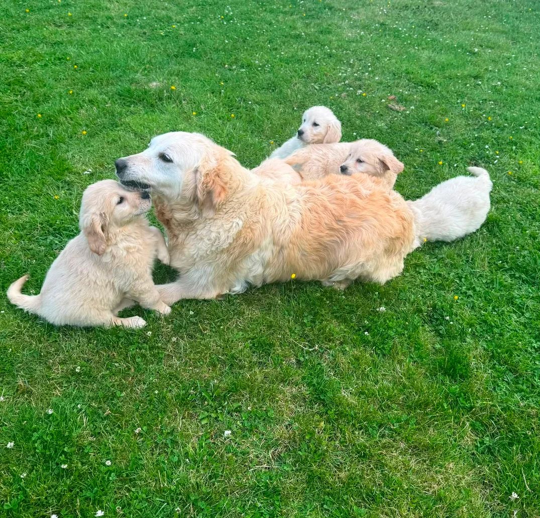 Wunderschöne Golden-Retriever-Welpen