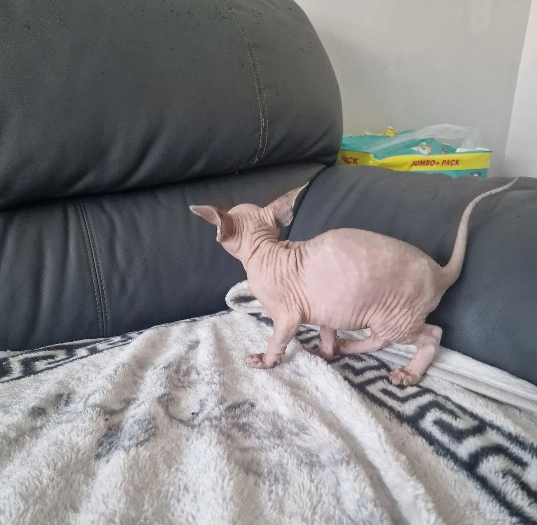 Wunderschöne Sphynx-Kätzchen 2e