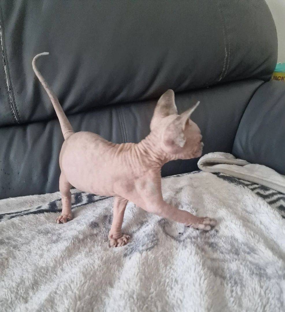 Kanadische Sphynx-Kätzchen suchen ein liebevolles Zuhause