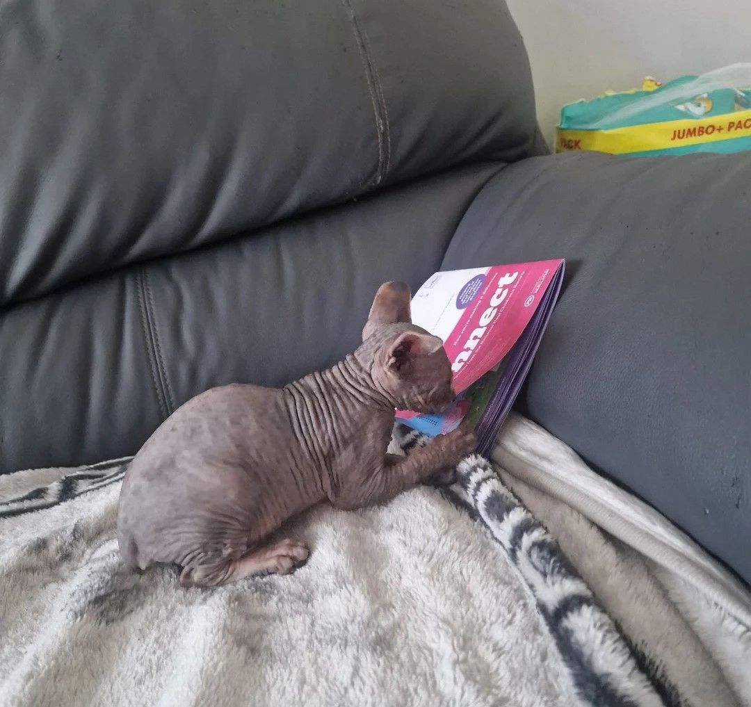 Entzückende Canadian-Sphynx-Kätzchen