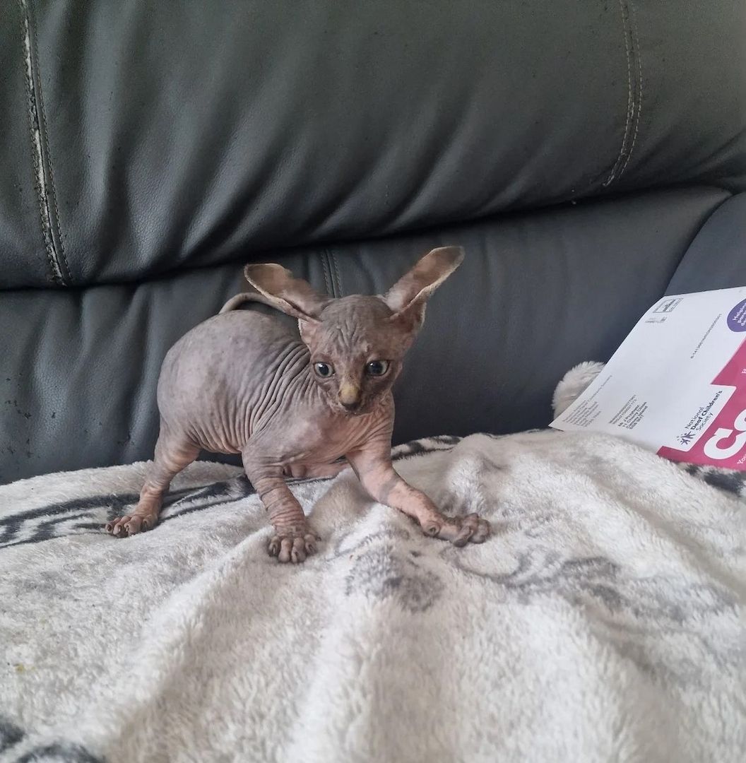 Canadian-Sphynx-Kätzchen suchen ein liebevolles Zuhause