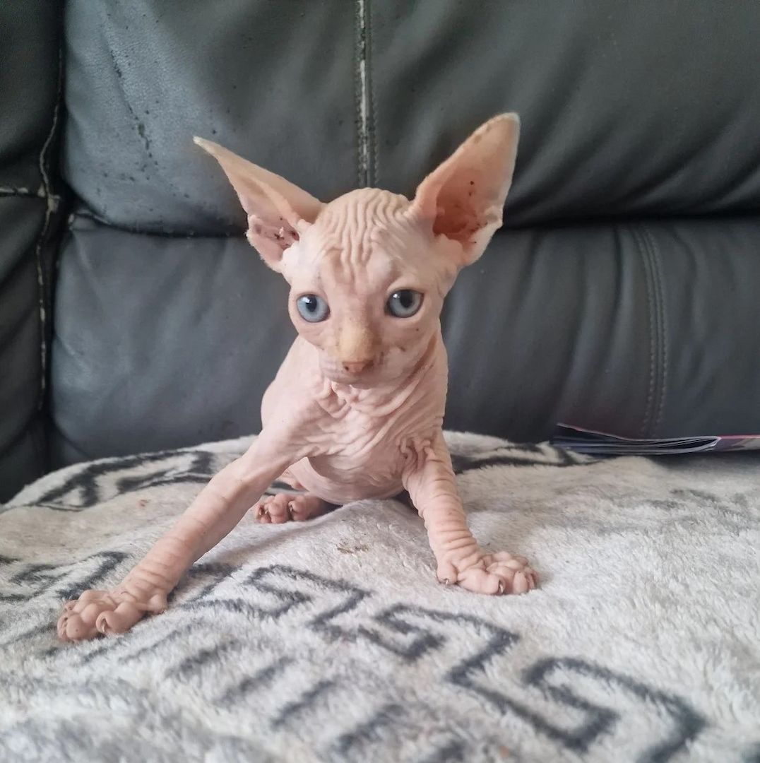 Entzückende Canadian-Sphynx-Kätzchen