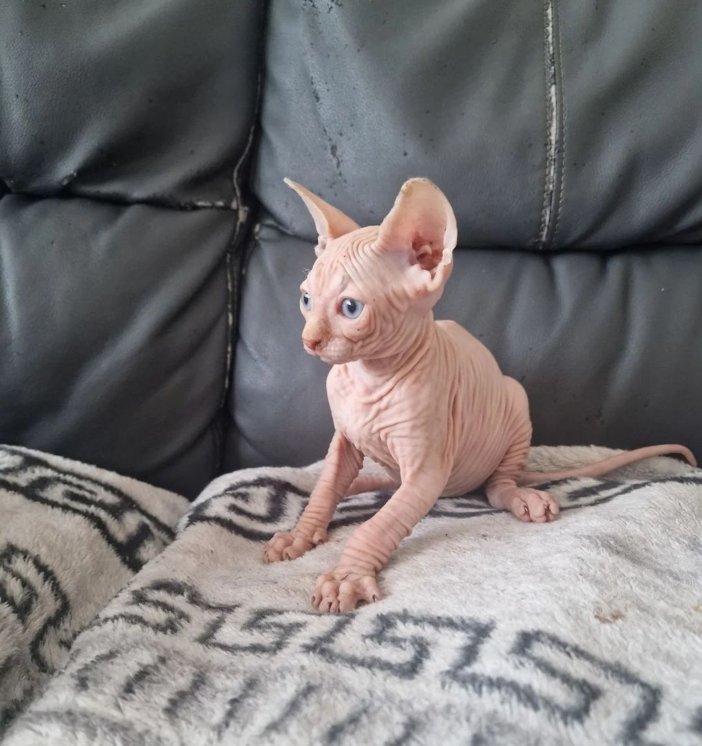 Entzückende Canadian-Sphynx-Kätzchen 3w