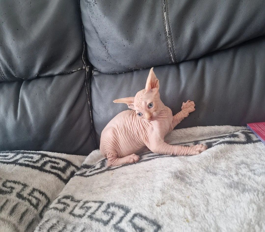 Entzückende Canadian-Sphynx-Kätzchen